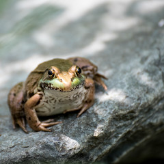 Frog on a Rock