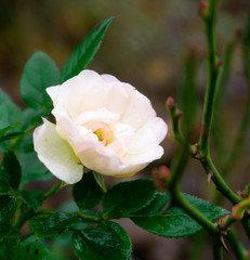 Rose Garten Zart
