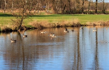 Wildgänse auf dem Fluß