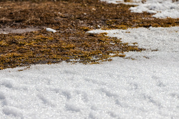 Melting snow in the spring. The boundary between snow and thawed soil with dried grass. Abstract...
