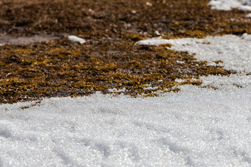 Melting snow in the spring. The boundary between snow and thawed soil with dried grass. Abstract background for wallpaper.