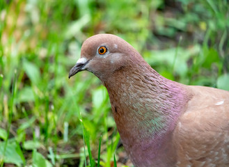 Portrait of brown pigeon in green grass