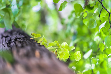 Macro shot along the tree trunk. Small green leaves grow on a tree trunk. Abstract background for wallpaper.