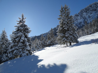 Tannen.