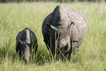 Portrait Rhino in African with baby