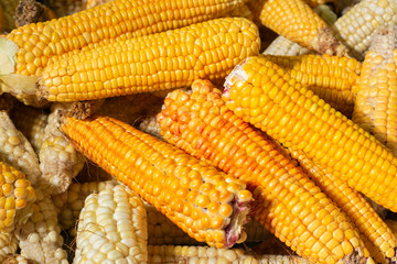 pile of corn cobs in the market
