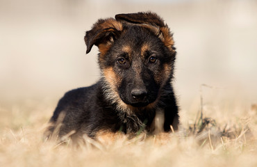 puppy breed German shepherd on the lawn