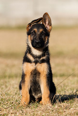 puppy breed German shepherd on the lawn