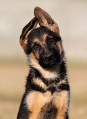 puppy breed German shepherd on the lawn