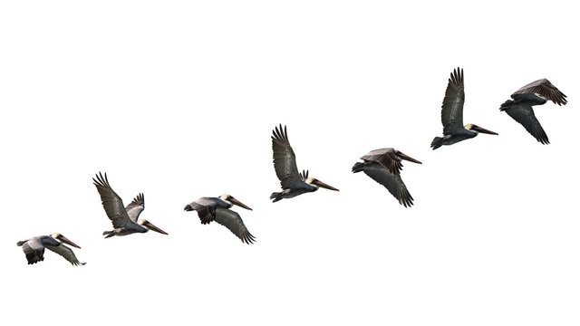 flight study of flock of flying pelicans isolated on white background - Powered by Adobe