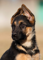 puppy breed German shepherd on the lawn