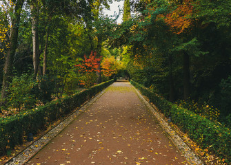 Bosque