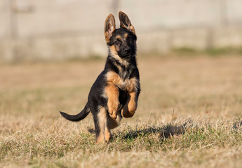 puppy breed German shepherd on the lawn