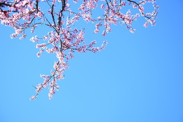 Japanische Kirschblüten als Hintergrund