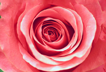 Closeup photo of beautiful rose