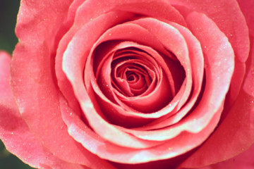 Fototapeta na wymiar Closeup photo of beautiful rose