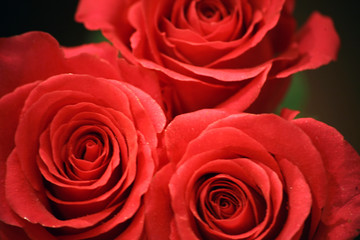 Closeup photo of beautiful rose
