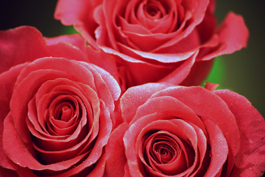 Closeup photo of beautiful rose