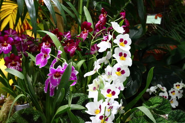 Fototapeta na wymiar Ornamental with colorful orchids in the garden.