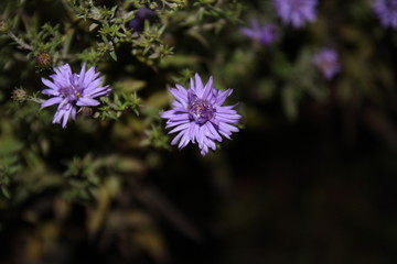 Obraz premium flowers. good background