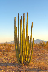 Organ Pipe Cactus in Morning Light © wildnerdpix