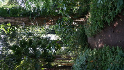 Botanical Garden, Kandy, Sri Lanka