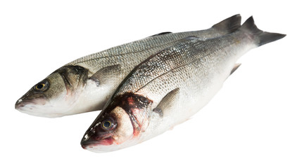 Obraz premium European bass on white background