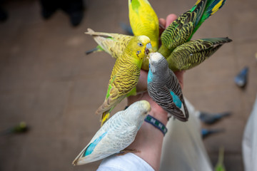 Lovebirds fight for food on male hand