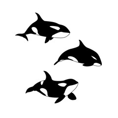 Vector illustration of hand drawn killer whale set. Marine animal Orcinus orca family