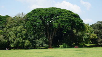 Botanical Garden, Kandy, Sri Lanka
