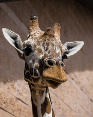 Giraffe Head