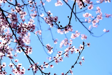 Hintergrund - Kirschblüten in der Abendsonne