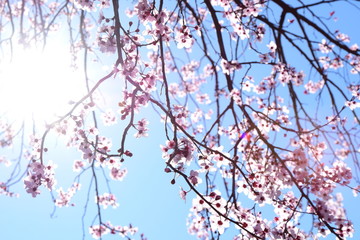 Zierkirschenblüten vor blauen Himmel