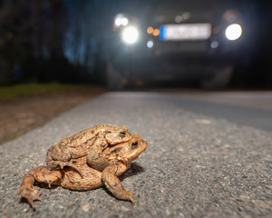 Ein Paar Erdkröten droht, von einem Auto überfahren zu werden - 257302122