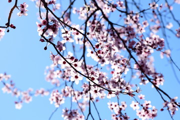 Japanische Zierkirsche im Gegenlicht
