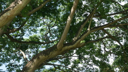 Fototapeta premium fruit bats on tree, flying fruit bat, sleeping flying fox