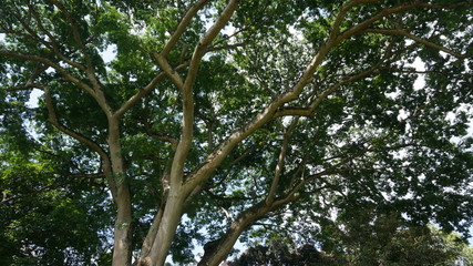 fruit bats on tree, flying fruit bat, sleeping flying fox