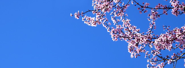 Japanische Kirschblüten vor blauen Himmel - Hintergrund und Banner