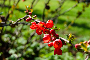 red flowers on a branch