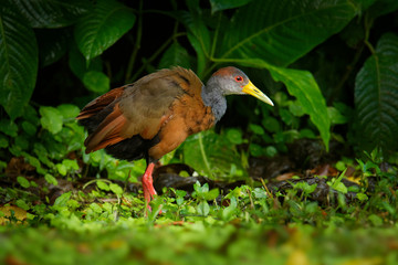 Rufous-naped Wood Rail, Russet-naped Wood-Rail, White-bellied Wood Rail - Aramides albiventris, Aramides cajanea albiventris