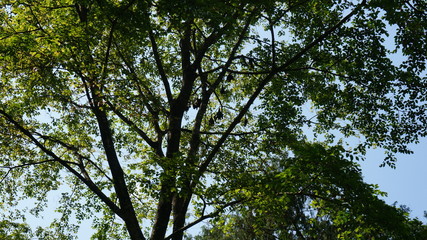 Fototapeta premium fruit bats on tree, flying fruit bat, sleeping flying fox
