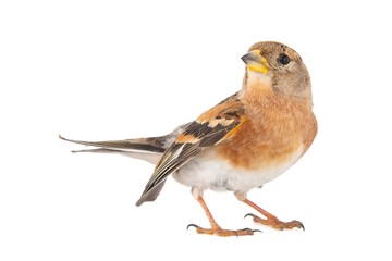 Brambling, Fringilla montifringilla, isolated on White Background. Female.