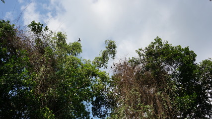 fruit bats on tree, flying fruit bat, sleeping flying fox