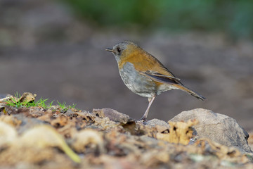 Black-billed Nightingale-thrush - Catharus gracilirostris small thrush endemic to the highlands of Costa Rica and western Panama