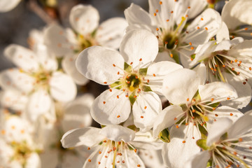 Macro shot of wild fruit tree blossoms. Beautiful white flowers, beginning of spring.