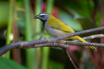 Black-headed Saltator - Saltator atriceps is a seedeating bird, placed in the cardinal family Cardinalidae, sometimes tanagers Thraupidae, breeds from Mexico to eastern Panama