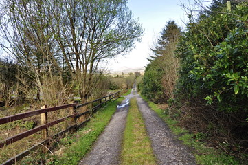 Obraz premium Countryside Road in Ireland