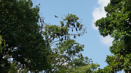 fruit bats on tree, flying fruit bat, sleeping flying fox