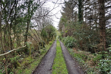 Countryside Road in Ireland