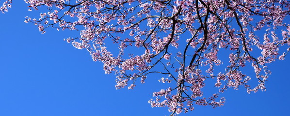 Japanische Kirschblüten vor blauen Hintergrund